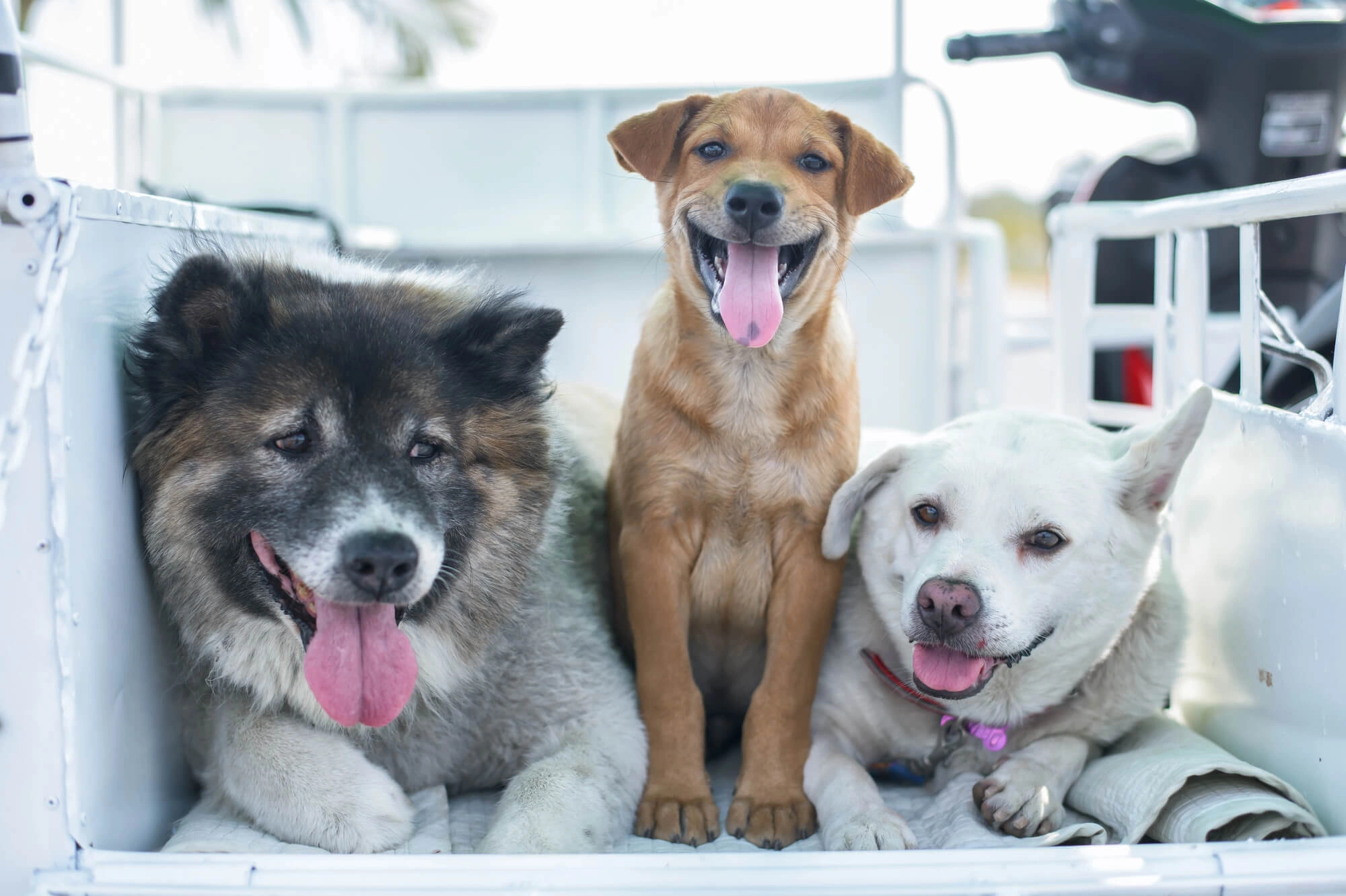 Three happy dogs in a white livestock trailer: a gray and white Husky, tan Labrador, and white Labrador.