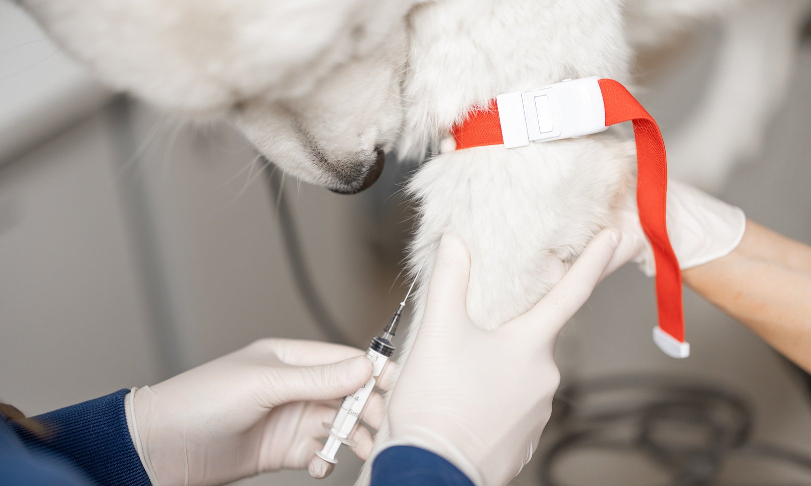 Veterinarian drawing a blood sample from a senior dog for annual lab work