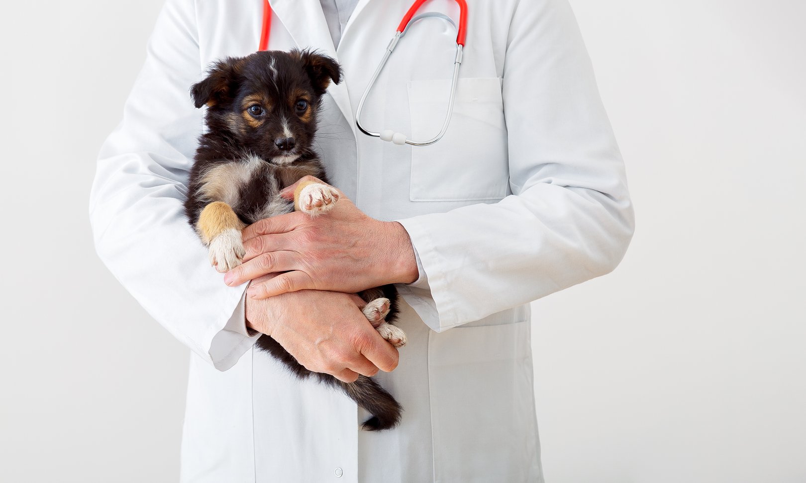 Veterinarian examining a young puppy during a wellness visit