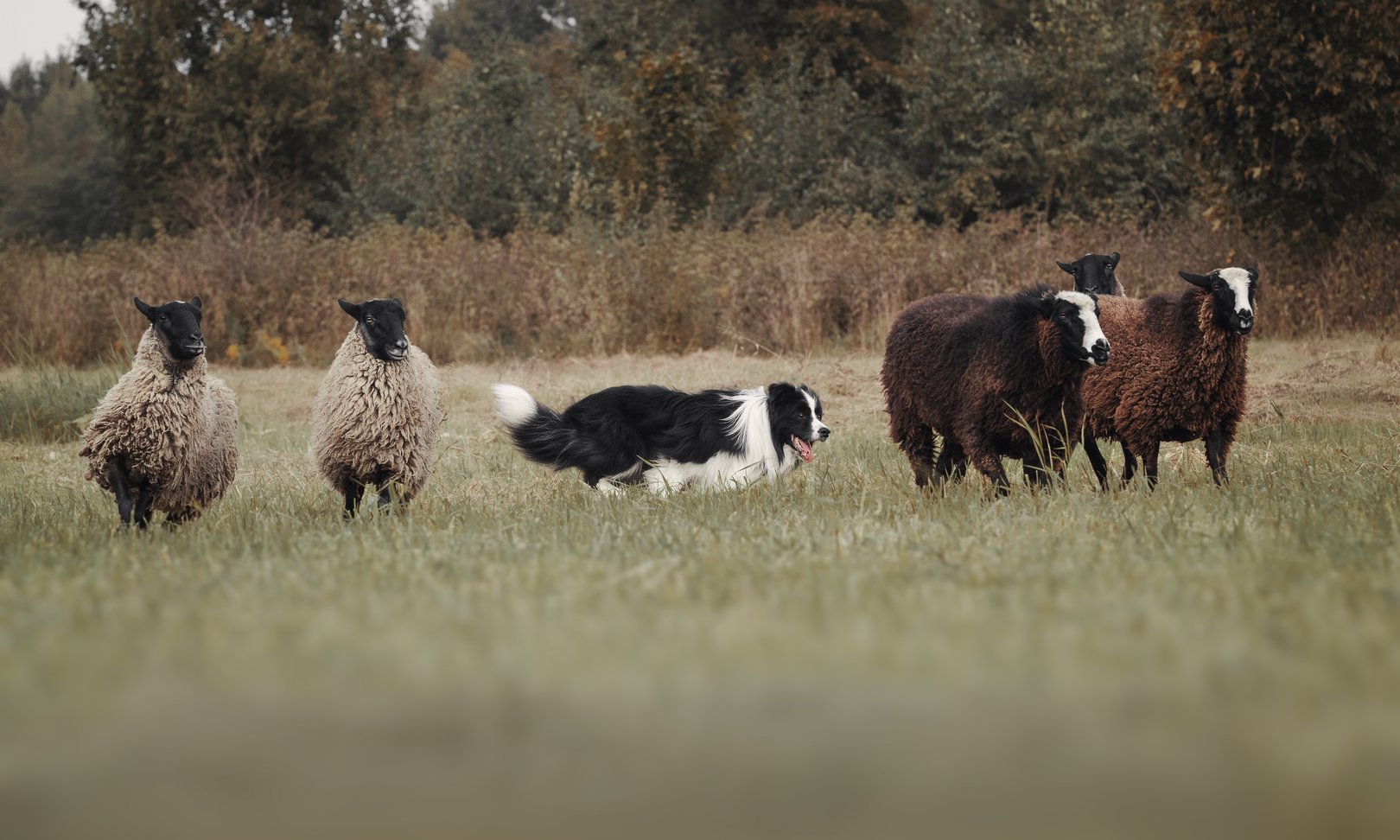 Working ranch dog moving cattle along a road in open western country